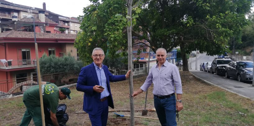 Incendio Ics, gli Agronomi chiariscono: “Basta fake news. Nocciole, vigneti e castagneti non sono a rischio”