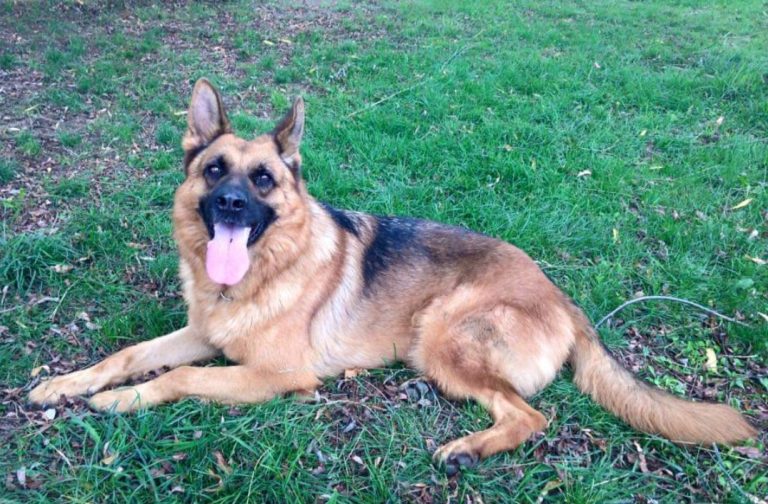 La Polizia Penitenziaria di Avellino piange Buk, il cane antidroga del reparto cinofilo