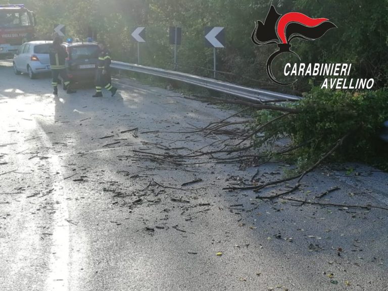 Panico sulla strada provinciale 400, rami si abbattono su un’auto in transito: solo tanta paura