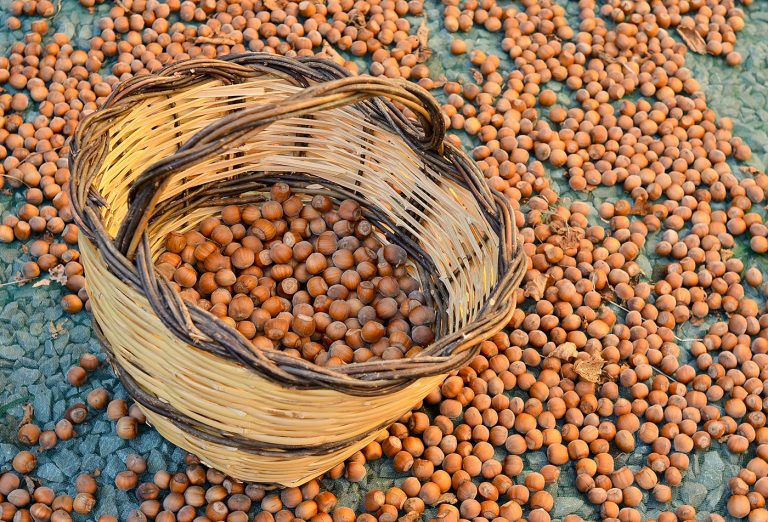 Raccolta di nocciole, gli Agronomi irpini: “Annata di buona qualità, ma in calo la produzione”