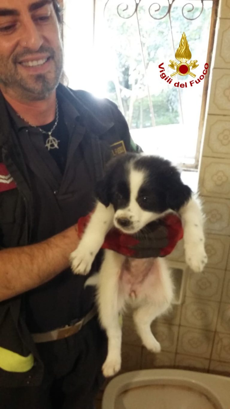 Cagnolino cade in una intercapedine di un’abitazione, lo salvano i vigili del Fuoco