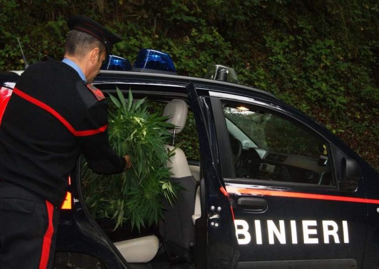 Quindici piante di canapa indiana coltivate in un’area boschiva di Bisaccia: caccia ai responsabili