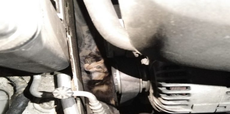 C’è un gattino nel motore: è salvo grazie alle Guardie Ambientali di Avellino