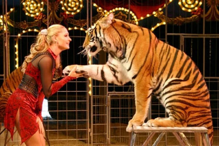 Circo senza animali entro i prossimi due anni, la Regione Campania approva la mozione
