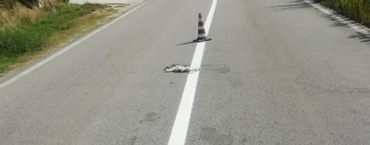 Gattino riverniciato durante i lavori, parla il sindaco di Frigento: “Il Comune non sapeva nulla, è una cosa vergognosa”