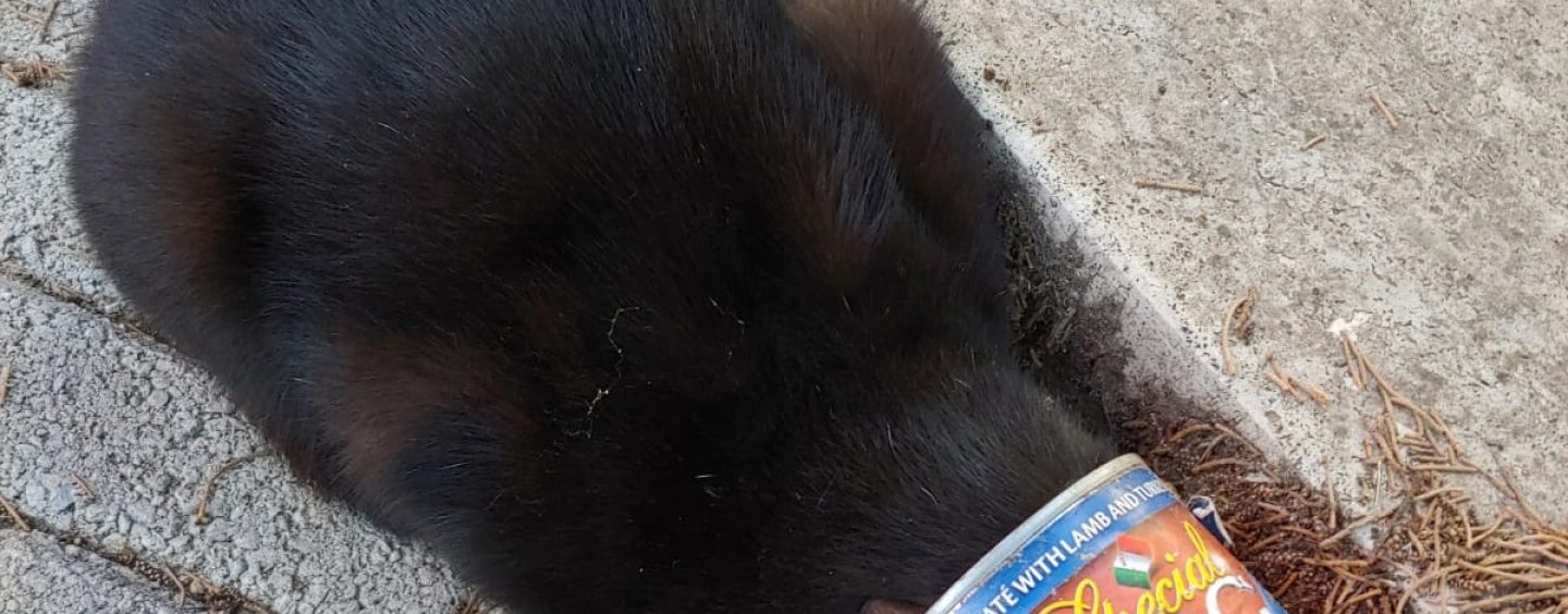 Ariano Irpino: gatto incastrato con la testa in una scatola di cibo per cani salvato dai vigili del fuoco