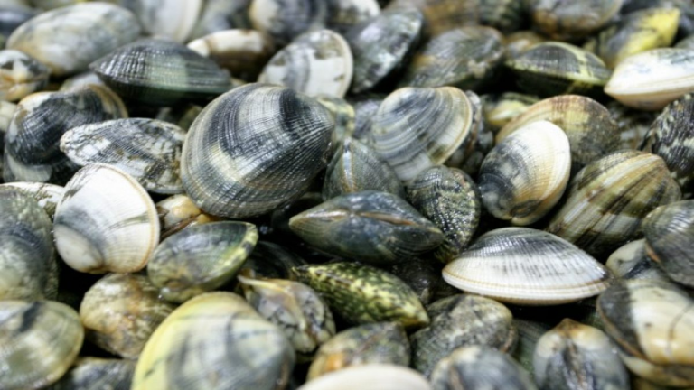 Vongole della foce del Sarno piene di metalli pesanti: è allerta in Europa