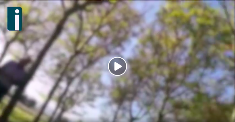 VIDEO/ Ladri di noci “beccati” mentre rubano, ecco le immagini