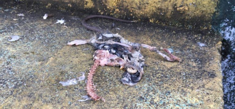 Stadio Partenio, scena raccapricciante: un ospite indesiderato sugli spalti