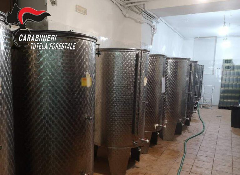 Olio e vino senza tracciabilità: due denunce e sanzioni per 200mila euro