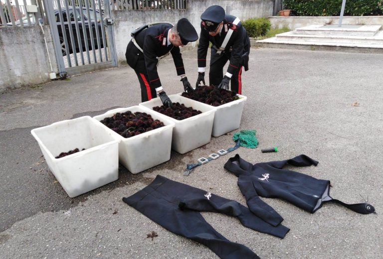 Maxi sequestro di ricci di mare ad Amorosi