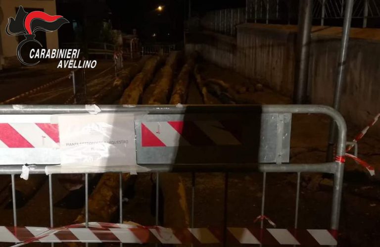 Taglio abusivo di alberi per la “Festa del Maio”: sequestrate 5 piante di faggio