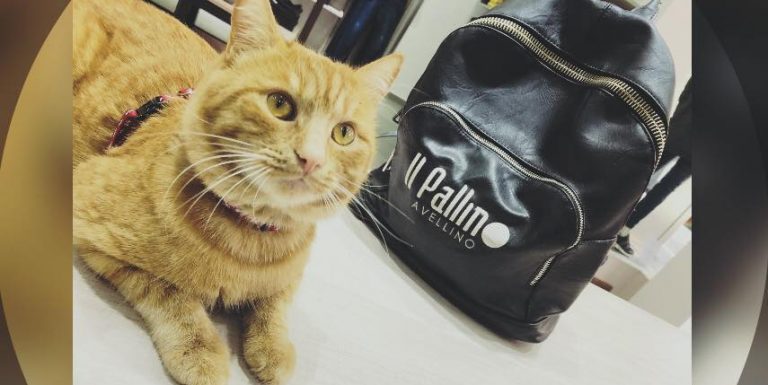 Smarrito Pio, il gatto di Via Dante. L’appello per ritrovarlo