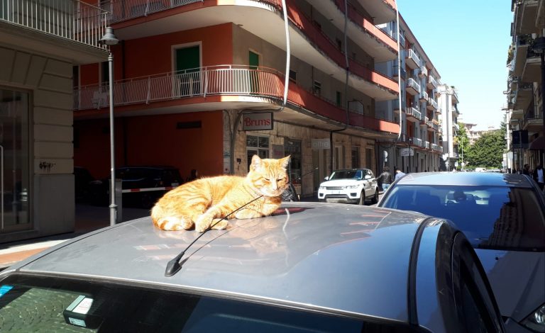 Via Dante recupera la sua mascotte: ritrovato Pio, il micio smarrito