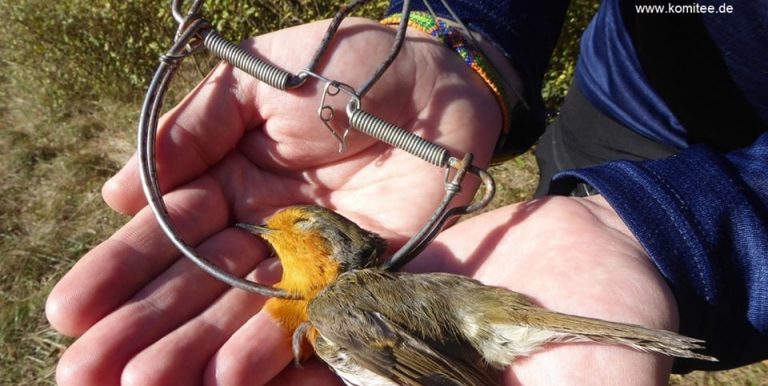 Scoperte trappole per fauna selvatica in Irpinia: una morte lenta e dolorosa per gli animali