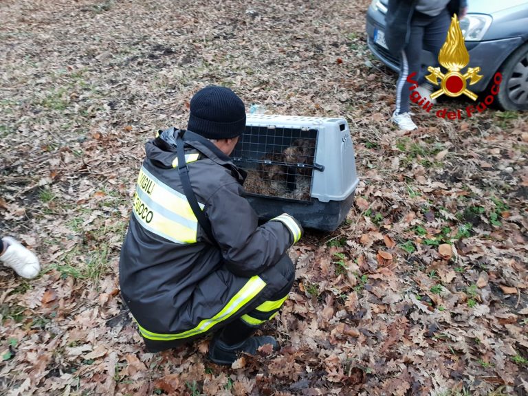 FOTO / Caposele: i vigili del Fuoco salvano due piccoli Lagotti