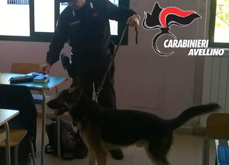 Controlli nelle scuole irpine con le unità cinofile: studentessa minorenne beccata con la marijuana