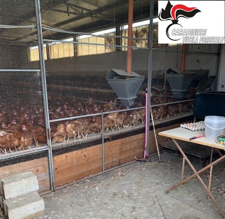 Focolaio di salmonella nell’allevamento avicolo: abbattute oltre mille galline