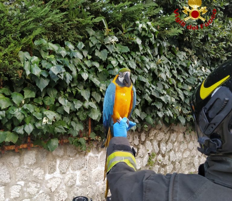 Avellino, scappa pappagallo e si rifugia su albero: recuperato dai vigili del fuoco