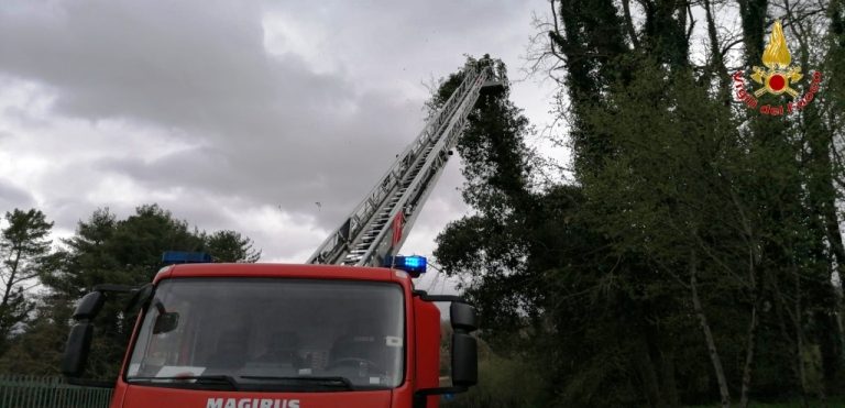 VIDEO/ Rami pericolanti a S. Stefano del Sole: i vigili del fuoco li tagliano