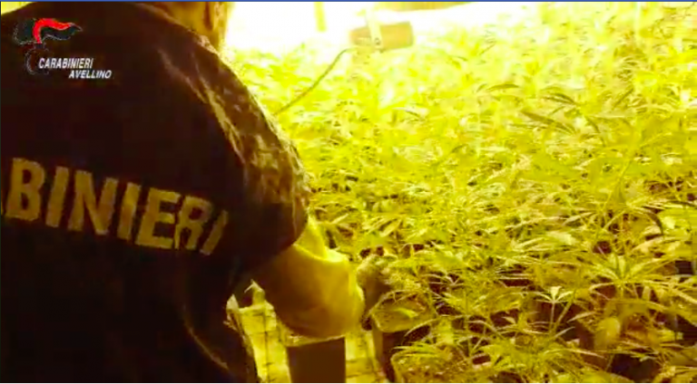 VIDEO/ Atripalda. Filiera Indoor per produzione di marijuana, in manette un 28enne cinese