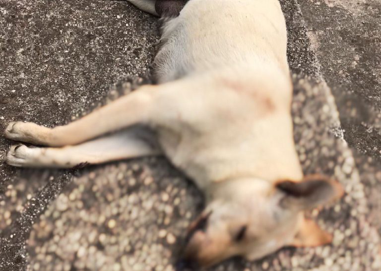 Aiello del Sabato, 2 cani uccisi in una settimana: la denuncia di SOS Natura