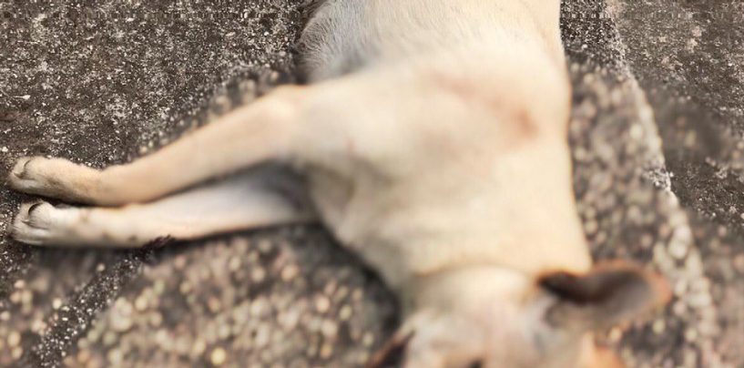 Aiello del Sabato, 2 cani uccisi in una settimana: la denuncia di SOS Natura
