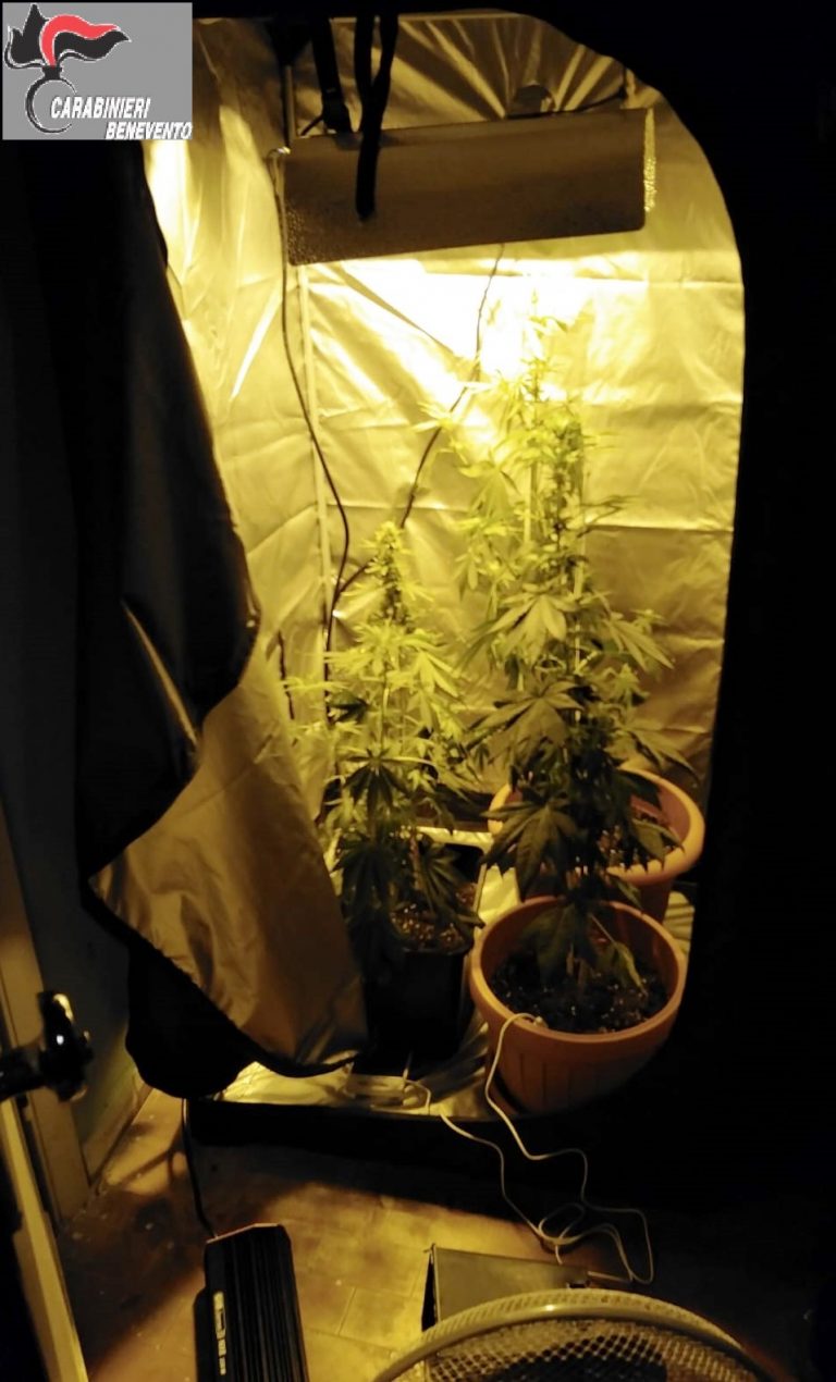 Coltiva piante di marijuana nel garage: arrestato 23enne