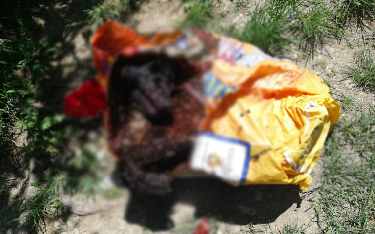 Orrore ad Aiello del Sabato, trovata carcassa di cane in un sacchetto di mangimi