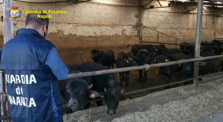 VIDEO/ Sequestrata un’azienda bufalina dei fratelli del boss Michele Zagaria
