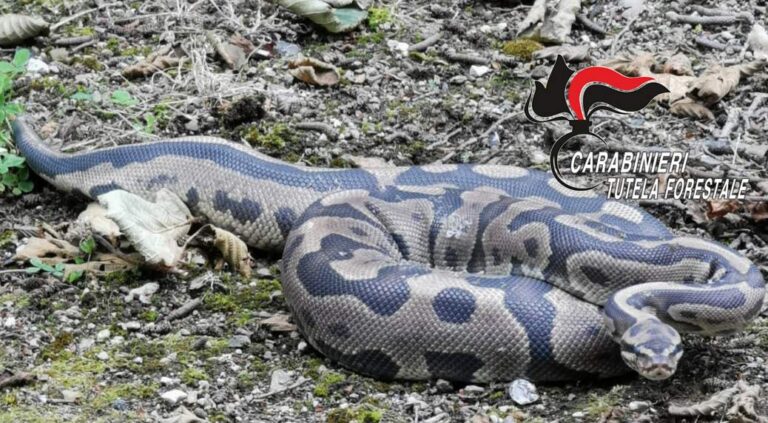 Montefredane: carabinieri forestali catturano un pitone
