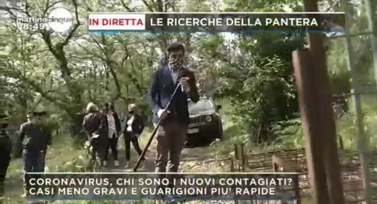 Pantera a Summonte: anche Mattino Cinque sulle tracce del felino. Guarda il video