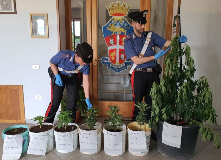 Coltiva piante di marijuana nel giardino di casa: denunciato 57enne