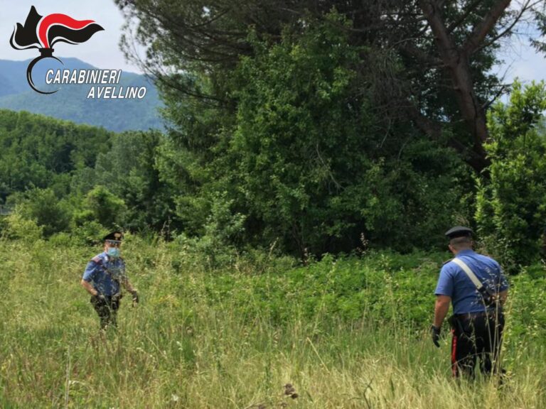 Pantera a Summonte? Scattano le ricerche