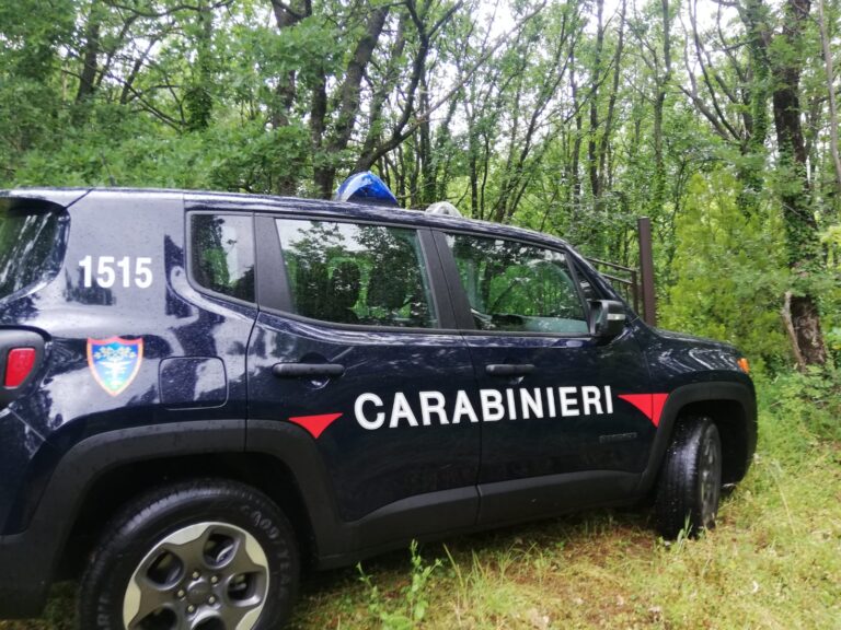 Transumanza di bovini non autorizzata: scattano sanzioni e denunce
