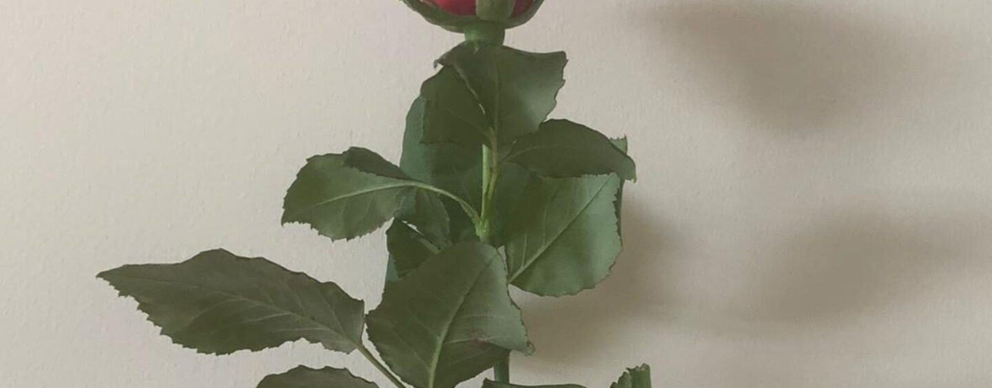 Guarito dal Covid-19, il figlio ringrazia gli “eroi” del Moscati con rose rose: “Avete fatto un miracolo”