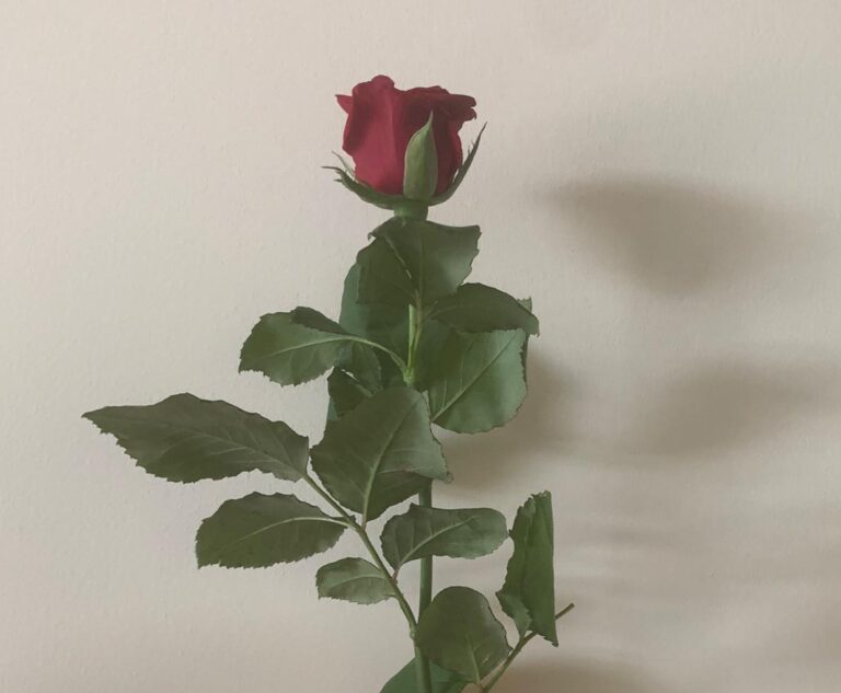 Guarito dal Covid-19, il figlio ringrazia gli “eroi” del Moscati con rose rose: “Avete fatto un miracolo”