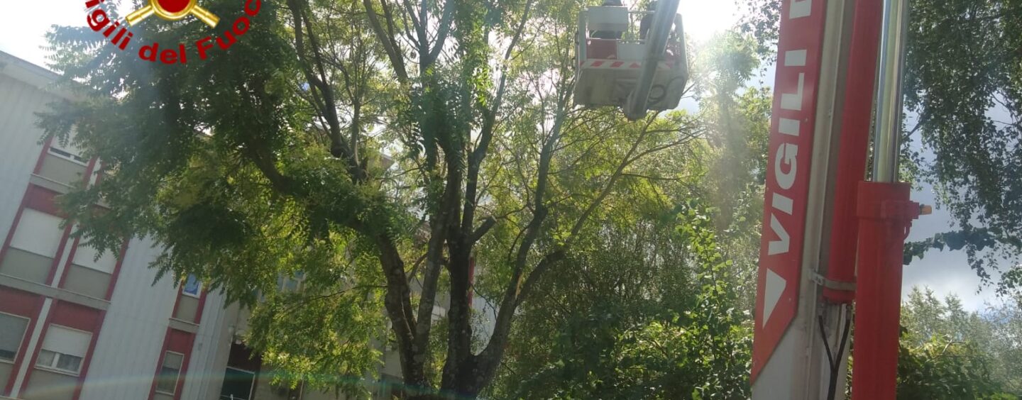 Avellino, rami pericolanti mettono a rischio bambini: intervengono i vigili del fuoco