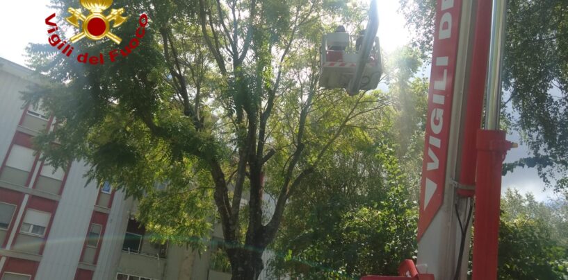 Avellino, rami pericolanti mettono a rischio bambini: intervengono i vigili del fuoco
