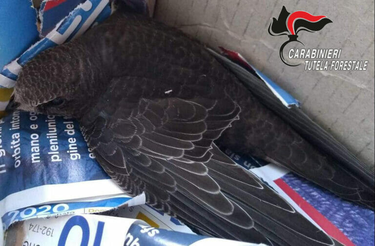 Bagnoli Irpino: i carabinieri forestali salvano un rondone ferito