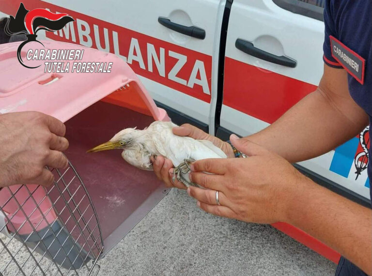 Serino: salvato un airone bianco