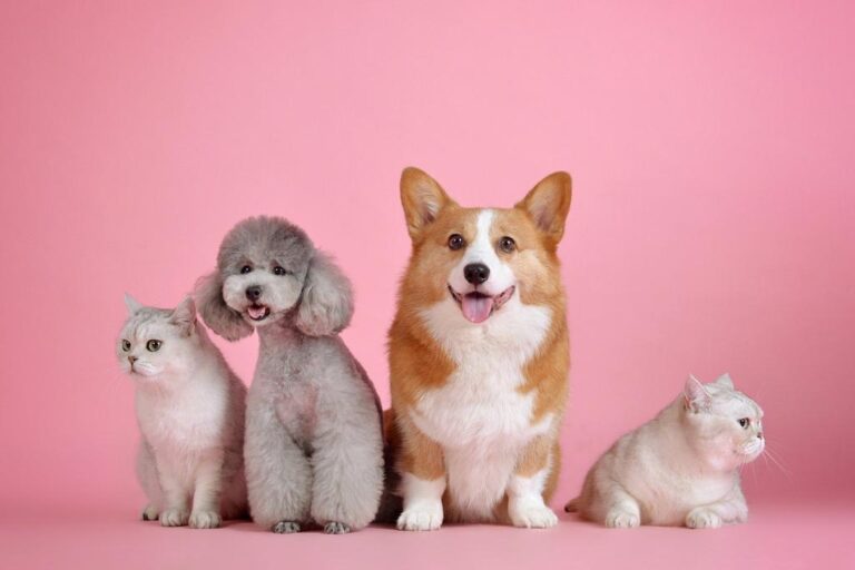 Sono oltre 60 milioni gli animali domestici in Italia: sempre di più come dei figli