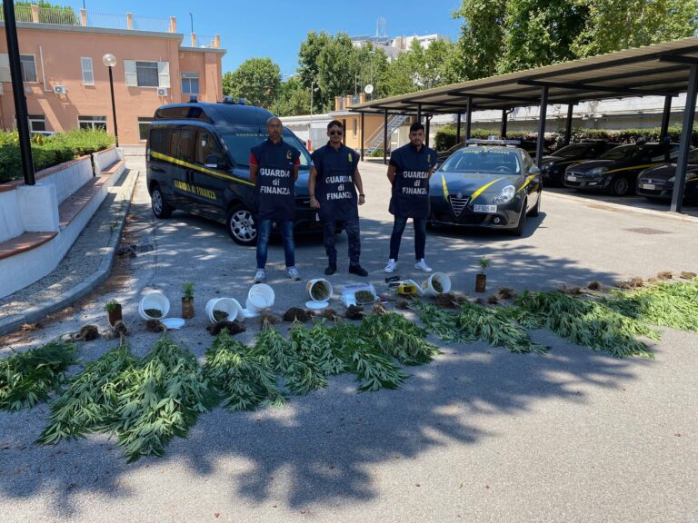 Cannabis nel giardino di casa: la scoperta nel Salernitano