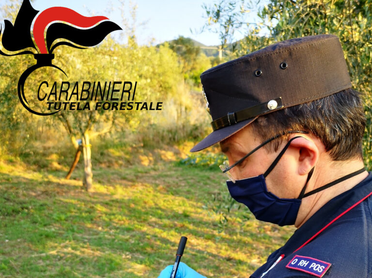 Pozzo con acqua avvelenata a Pannarano, sequestro e indagini