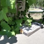 parco 24