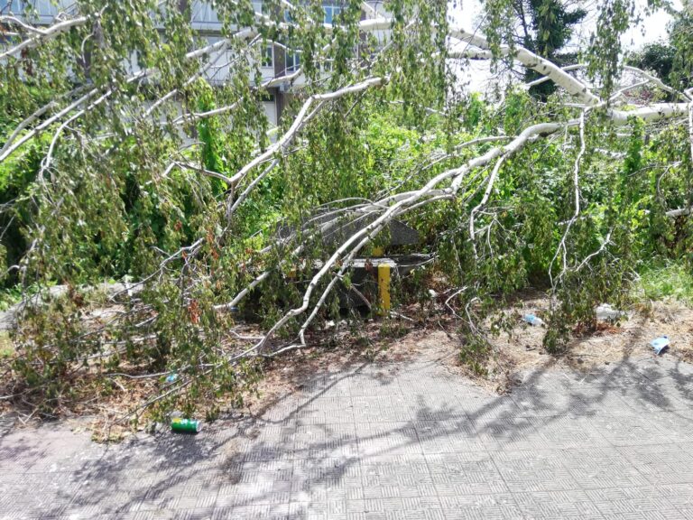 Riapre il Manganelli, ma tante aree verdi sono abbandonate: un albero si “sdraia” su una panchina in via Silvati