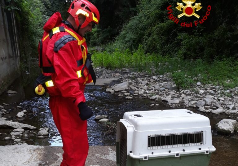 Cane cade nel fiume: lo salvano i vigili del fuoco di Avellino