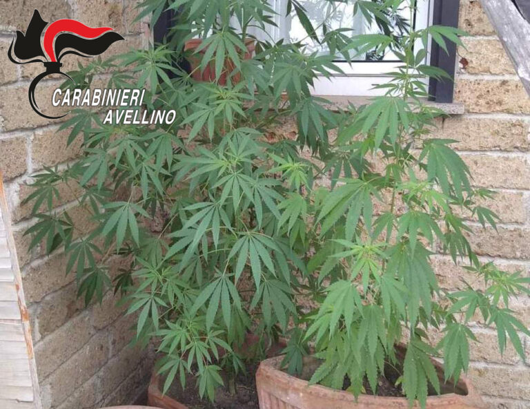 Coltiva marijuana sul balcone di casa, denunciata 56enne di Aiello del Sabato