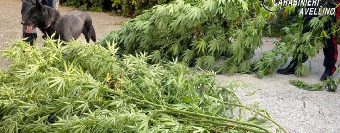 Grottaminarda, piantagione di canapa in giardino: 73enne in manette grazie al fiuto di “Attila”