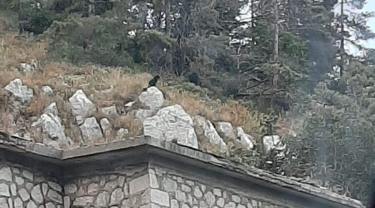 Mercogliano, nuova foto della pantera